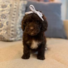 Drift - Chocolate female Cavapoo puppy in Colcord, Oklahoma from Copper Lane Aussies, Doodles & Cavapoos