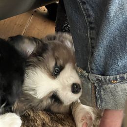 Miniature Australian Shepherd Puppies from Small Town Aussies