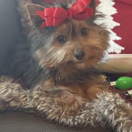 Yorkshire Terrier puppies from Feather & Tail Acres