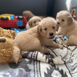 Golden Retriever Puppies from DeClercks Goldens