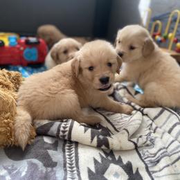 Golden Retriever Puppies from DeClercks Goldens
