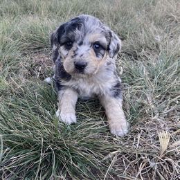 Girl 3 - Aussiedoodle puppy in Clyde, Texas from W7 Doodles