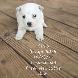 Girl 5 - Blue mottled female Australian Cattle Dog puppy in Monroe, North Carolina from Creek View Cattle Dogs