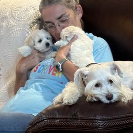 Miniature Schnauzer Puppies from Smilee Schnauzers