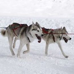 Alaskan Malamutes from SouthernStar Kennels