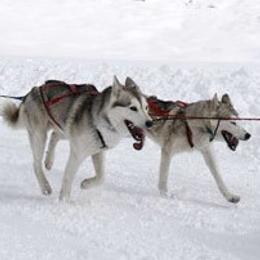 Alaskan Malamutes from SouthernStar Kennels