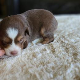 Cedar - Red tri male Miniature Australian Shepherd puppy in Paris, Texas from Blue Envy Mini Aussies