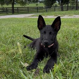 Pink girl - Black female German Shepherd puppy in Midway, Kentucky from Von Charry German Shepherd’s