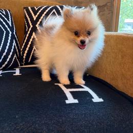 Jeff - Tri-colored male Pomeranian puppy in San Antonio, Texas from San Antonio Pomeranian