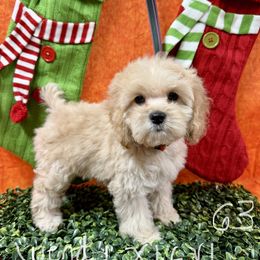 Wendy orange - Golden female Cockapoo puppy in Haines City, Florida from Camic Cockapoos