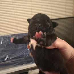 C - Brindle female Staffordshire Bull Terrier puppy in Brandon, Florida from Angels & Myths