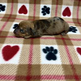 Girl 1 - Dapple female Dachshund puppy in Laveen, Arizona from Acosta Kennels