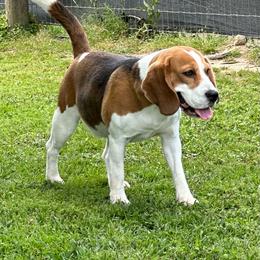Rosebud - Black tan and white female Beagle puppy in Needville, Texas from Rancho Robles Kennels