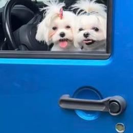 Maltese puppies from Dawn's Maltese