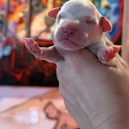 Male 2 - White and liver brown male Dalmatian puppy in Lake Mathews, California from Bully Market