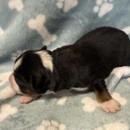 Boy 2 - Black tri male Miniature American Shepherd puppy in Tiskilwa, Illinois from First Harmony Farms