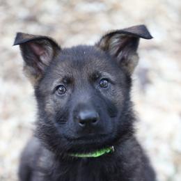 German Shepherd Puppies from Vom Haus Highlands