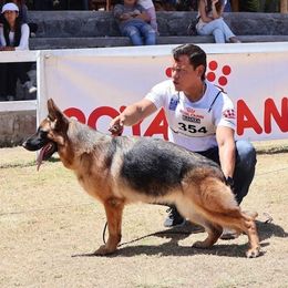 Queryda - German Shepherd