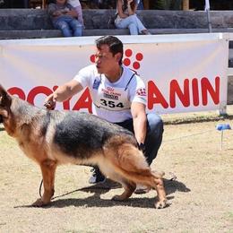 Queryda - German Shepherd