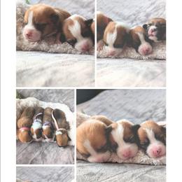 Girl 4 - White and red female Pembroke Welsh Corgi puppy in Milton, Florida from Milton Corgis