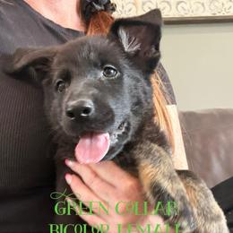 Green collar - Bi-color female German Shepherd puppy in Canterbury, Connecticut from Nachtwaechter German Shepherds, LLC