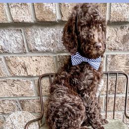 Boy 3 - Brown Poodle puppy in Lake City, Florida from 224 Doodles and Poodles