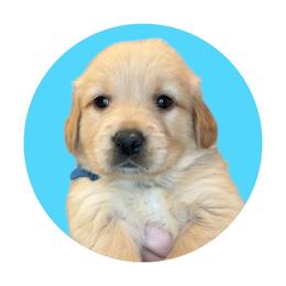Aqua Girl - Golden female Golden Retriever puppy in Albany, Georgia from Sassafras Goldens