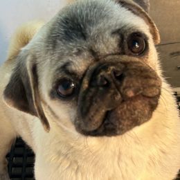 Lizzy - Pug