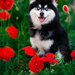 Reign - Pomsky