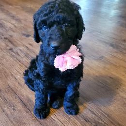 Stormi - Goldendoodle puppy in Salem, Alabama from Oddles Of Doodles