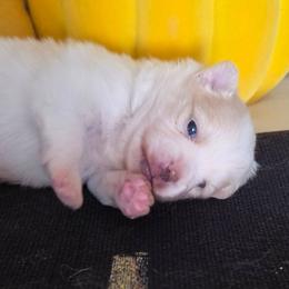 Moose - Cream parti male Pomeranian puppy in Cleveland, Tennessee from Deborah's Darlings