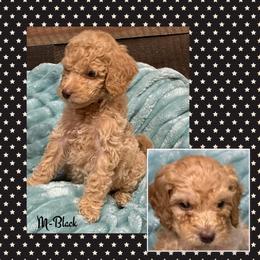 B2 Black - Apricot male Goldendoodle puppy in Ankeny, Iowa from Iowadoodles2love