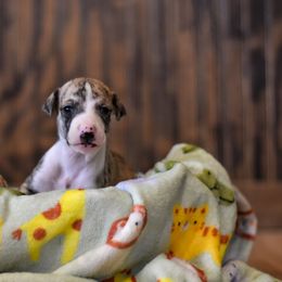 Boy 2 - Whippet puppy in Chatfield, Minnesota from Devlynn Whippets