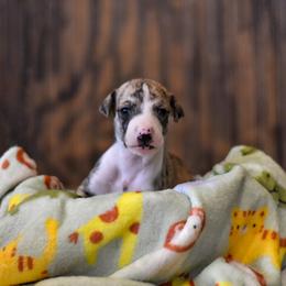 Boy 2 - Whippet puppy in Chatfield, Minnesota from Devlynn Whippets