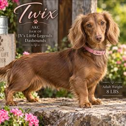 Twix - Dachshund