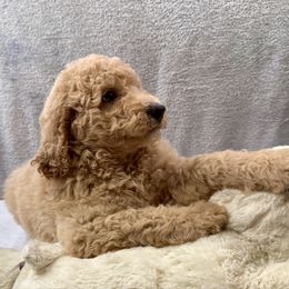Casper black - Cream male Goldendoodle puppy in Lakeland, Florida from Poodles Doodles Standard and Mini LLC