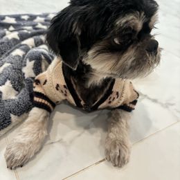 Romeo - Shih Tzu