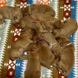 Golden Retriever puppies from Mountain View Goldens