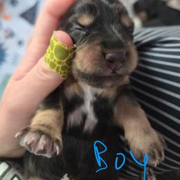 Black and Tan - Black and tan male Dachshund puppy in Fulton, Missouri from New Hope Dachshund Puppies