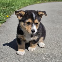 Po - Black and tan male Pembroke Welsh Corgi puppy in Edwall, Washington from Lindsey's Pembroke Welsh Corgis