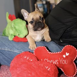 French Bulldog Puppies from Camp Fine Frenchies
