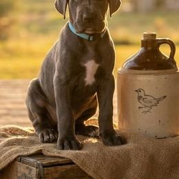 Janis - Blue female Great Dane puppy in Altoona, Alabama from Sovereignty Woods Great Danes