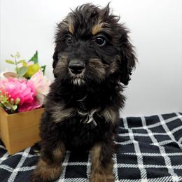 Violet - Phantom female Bernedoodle puppy in Granton, Wisconsin from Rose River Farms