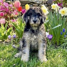 Oregano - Merle female Goldendoodle puppy in Sterling, Connecticut from Justine’s Retrievers and Doodles, LLC