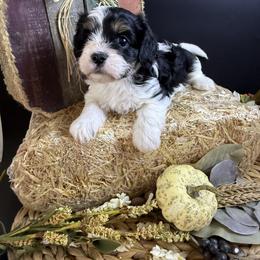 Gidget - Black and white female Cavapoo puppy in Mena, Arkansas from Ouachita Gold Diggers