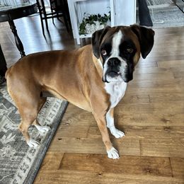 Zakiya - Fawn Boxer puppy in Henderson, Tennessee from Vom Broadvalley