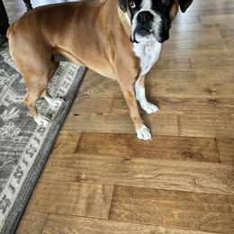 Zakiya - Fawn Boxer puppy in Henderson, Tennessee from Vom Broadvalley