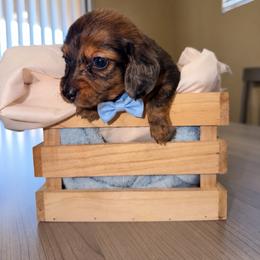 George straight - Dapple male Dachshund puppy in San Tan Valley, Arizona from Short Stack Miniature Dachshunds