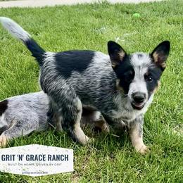Porthos - Blue mottled male Australian Cattle Dog puppy in Atwood, Kansas from Grit ‘n’ Grace Ranch