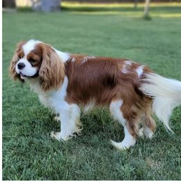 Cavalier King Charles Spaniel All Grown Up from Cane Creek Cavaliers